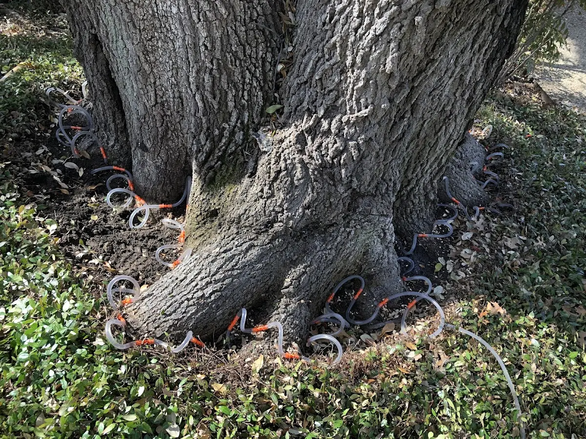 Detailed Tree Cabling and Bracing job site in Mozelle