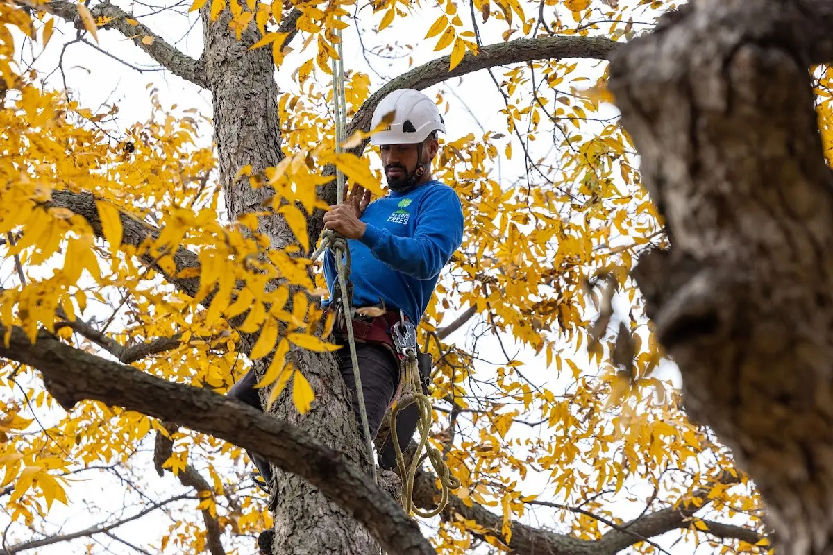 Skilled Tree Planing crew working in Mozelle