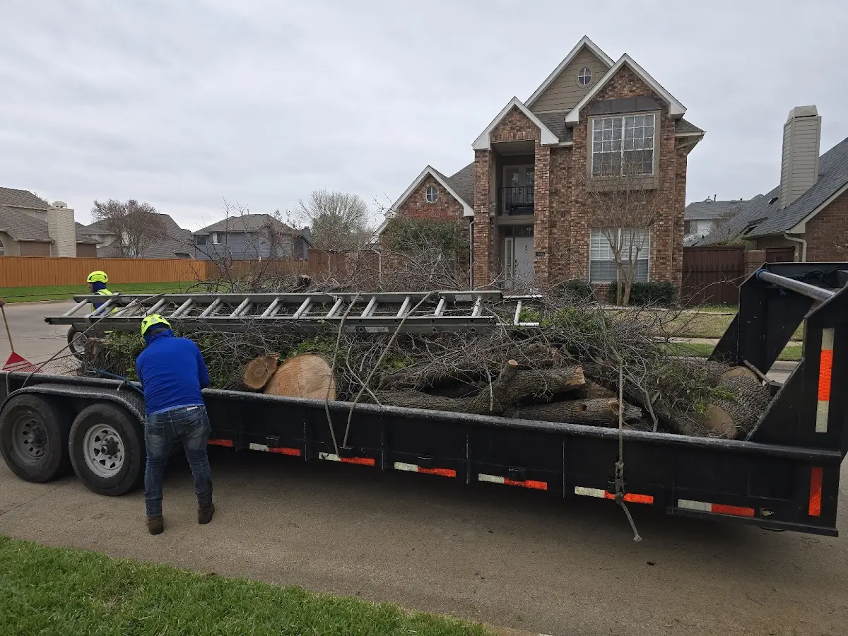 Expert Tree Removal with proper safety equipment in Mozelle